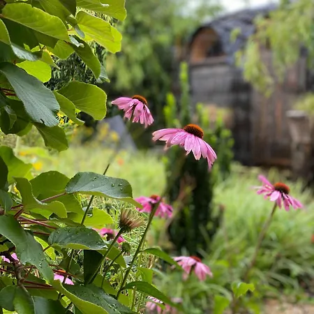 Tiny House Igluhut